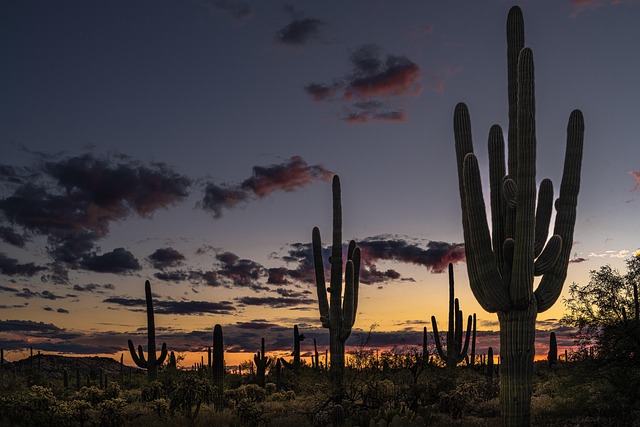 South Tucson