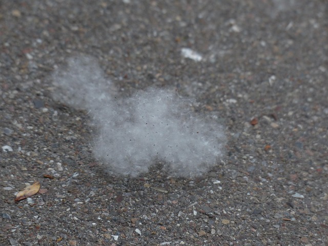 Cottonwood