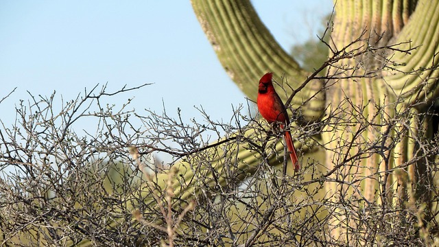 Discovering Southern Arizona: Where Culture Meets Real Estate