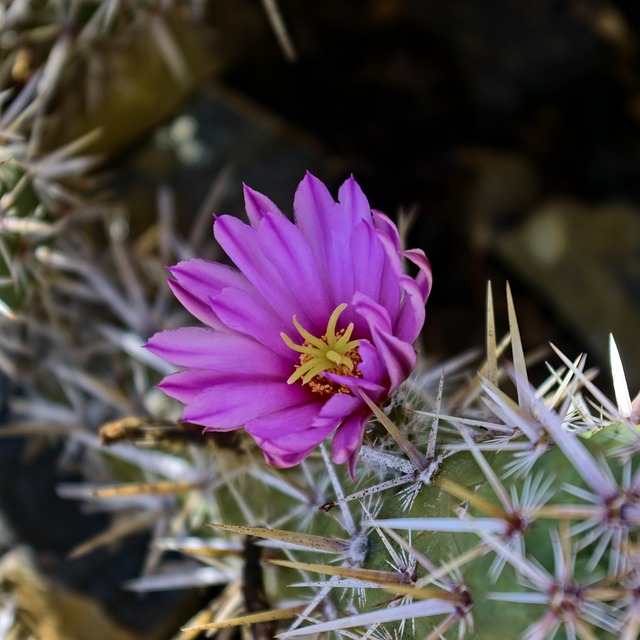 Tucson