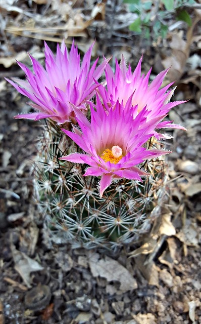 bisbee-640x480-58576449.jpeg