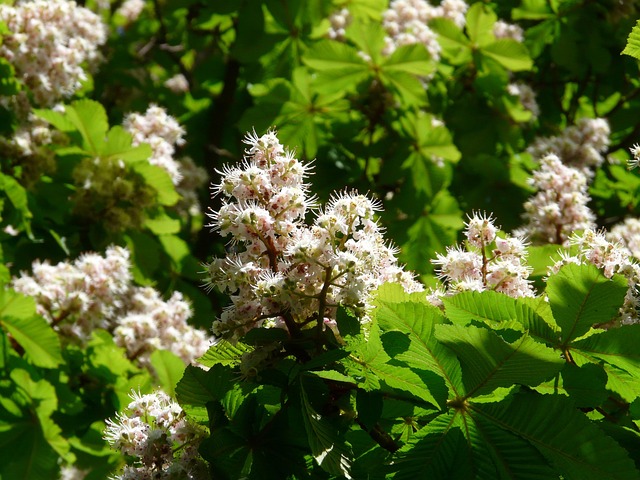 Buckeye