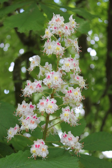 Buckeye