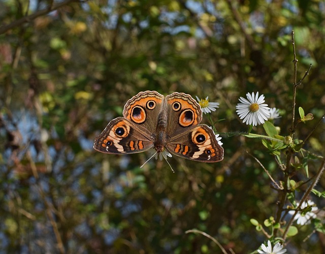 Buckeye