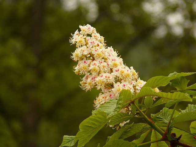 Buckeye