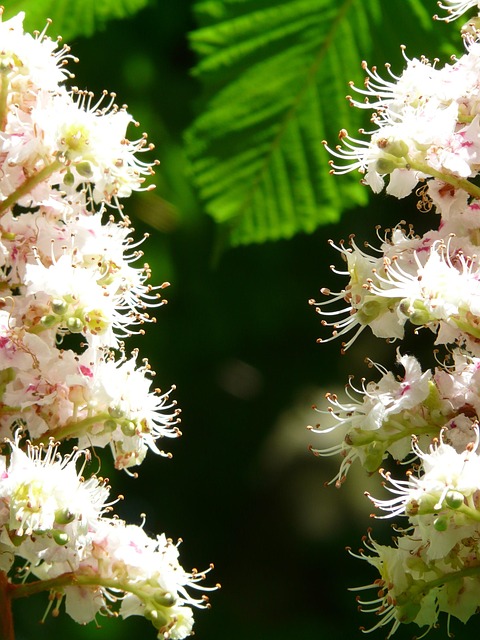 Buckeye