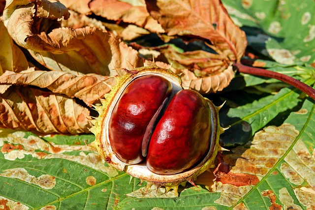 Buckeye