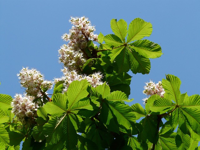 Buckeye