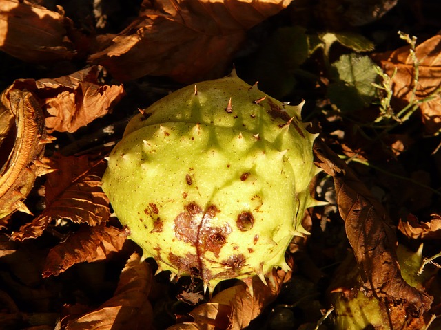 Buckeye