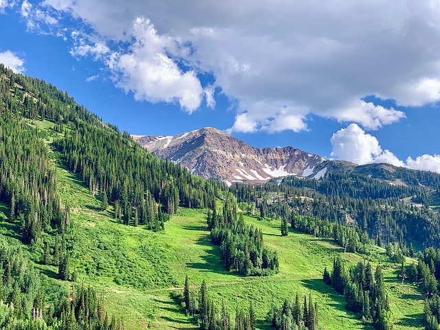 cottonwood-640x480-24145903.jpeg