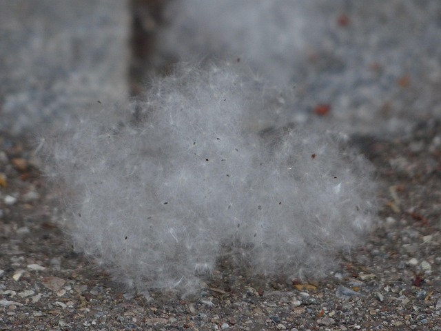 Cottonwood