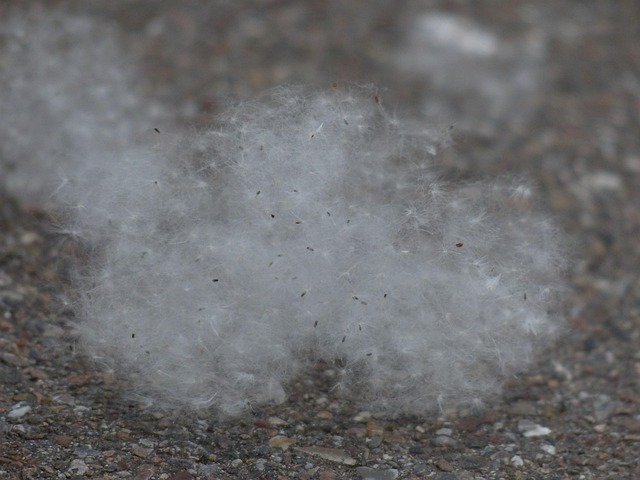 Cottonwood