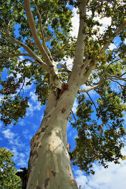 Cottonwood