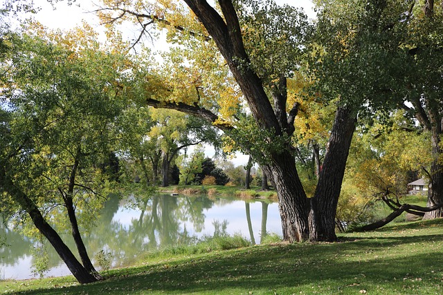 Cottonwood