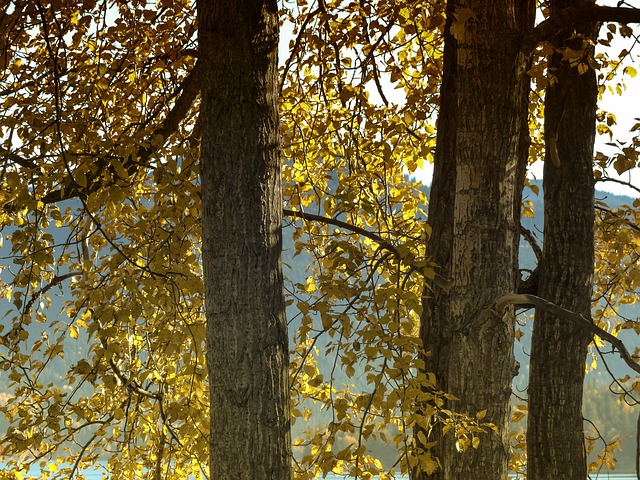 Cottonwood