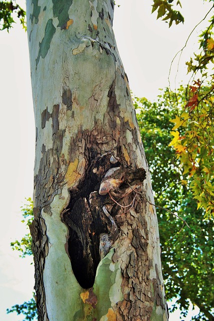 cottonwood-640x480-78457916.jpeg