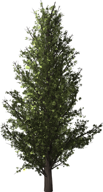 cottonwood-640x480-96271664.png