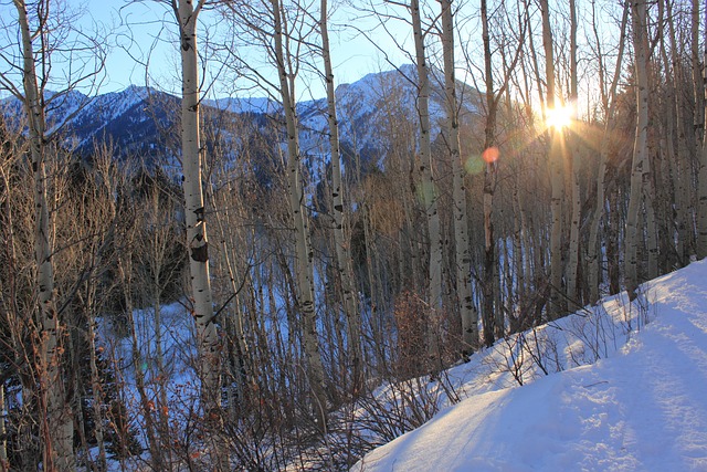 Cottonwood