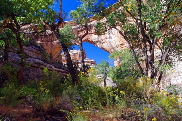 Cottonwood