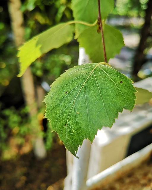 Eco-Landscaping