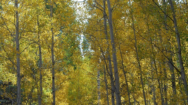 Flagstaff