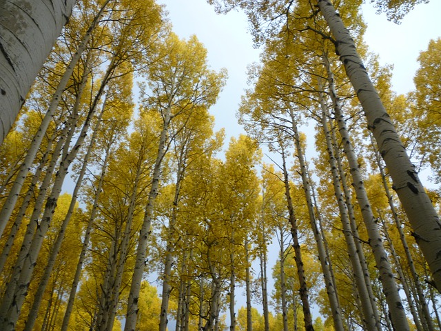 Flagstaff