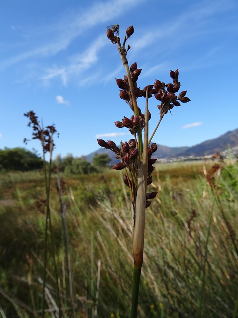 marana-640x480-80029915.jpeg