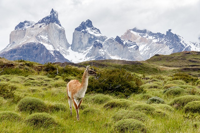 patagonia-640x480-12498093.jpeg