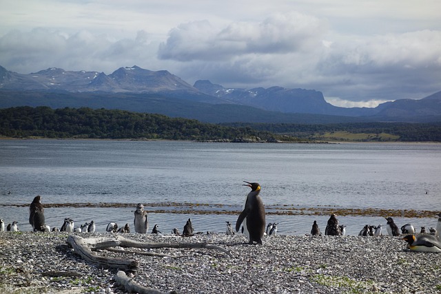 Patagonia