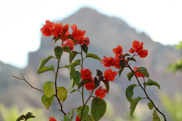 scottsdale-640x480-9414889.jpeg