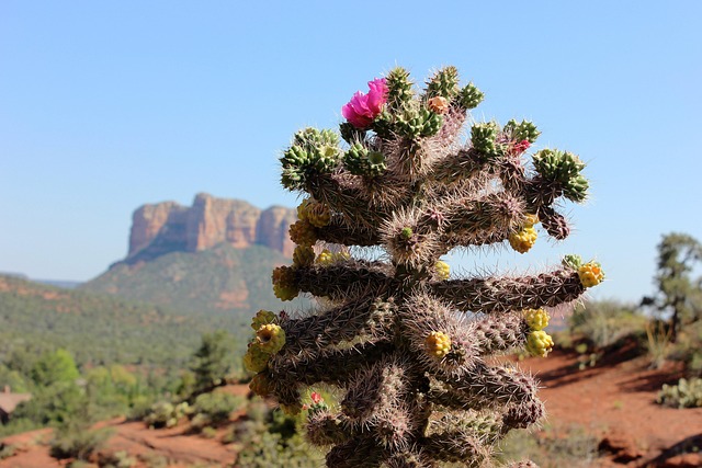 Sedona