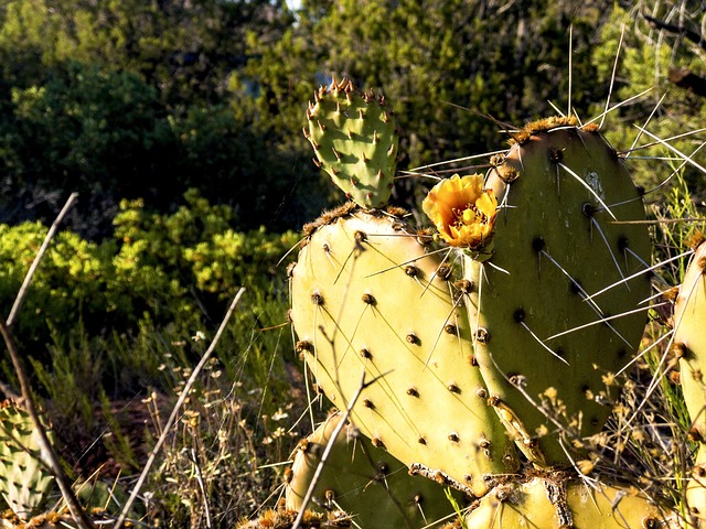 sedona-640x480-90537216.jpeg