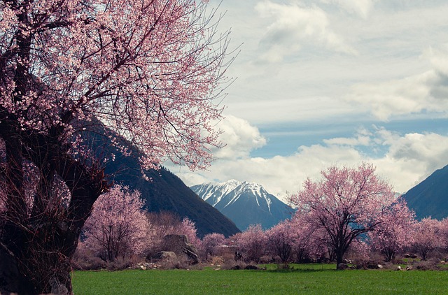 Mountain & Forest Vistas: Boosting Real Estate Value and Well-being