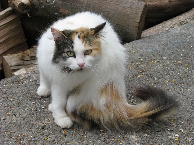 Taylor