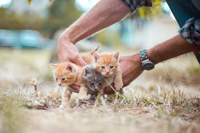 Tiny-Homes