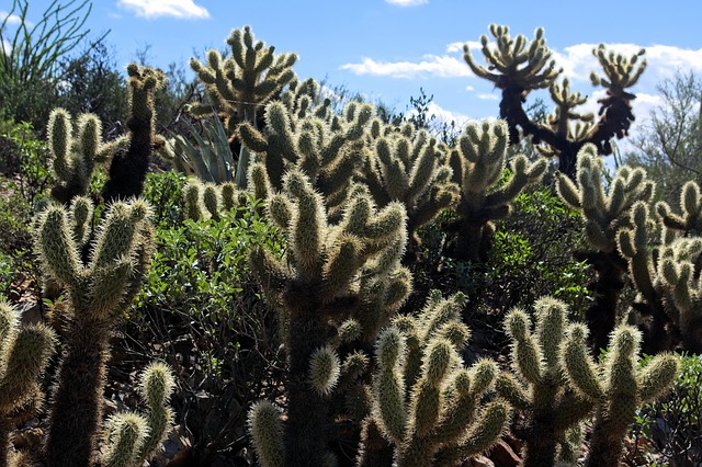 tucson-640x480-34364653.jpeg