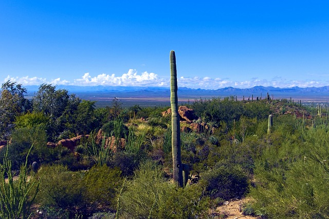 Desert Trails: Allure for Enthusiasts & Real Estate Opportunities