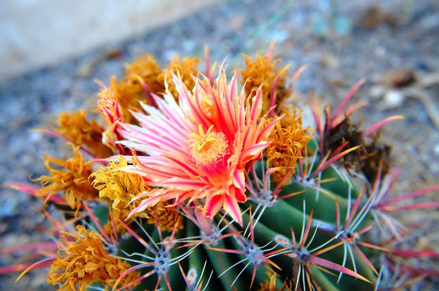 Tucson