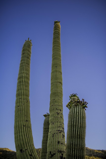 Tucson