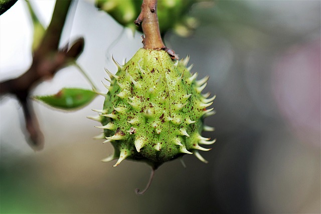 buckeye-640x480-22614672.jpeg
