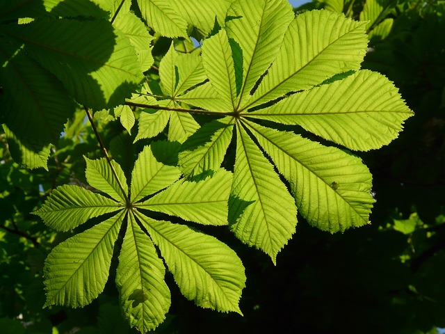Buckeye