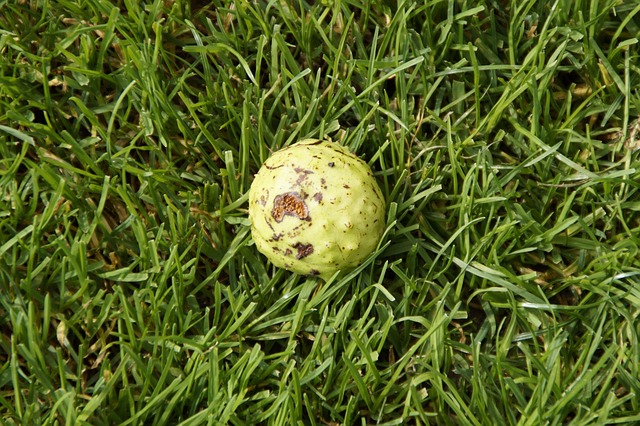 Buckeye
