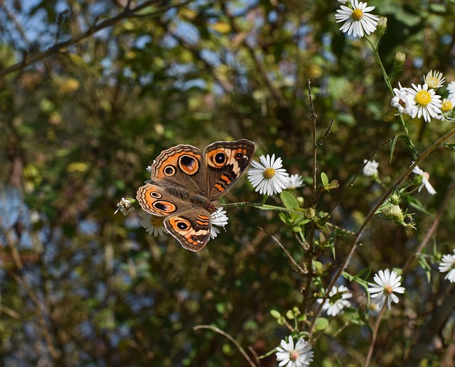 Buckeye