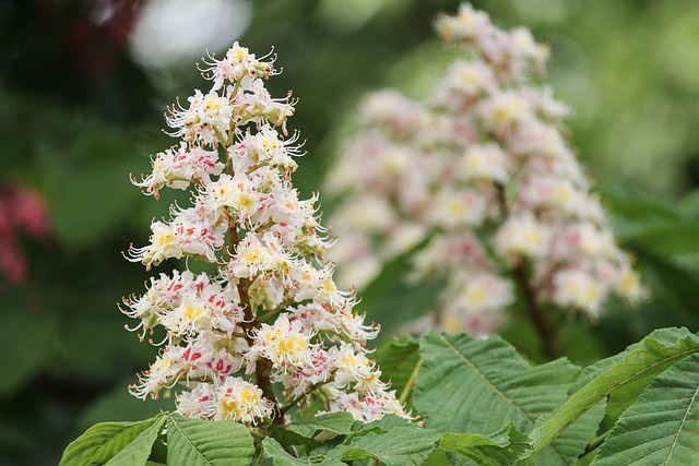 Buckeye