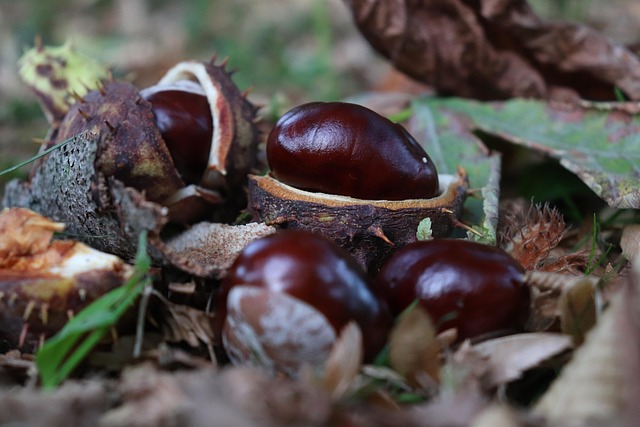 Buckeye