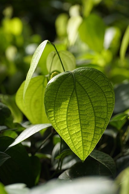 eco-landscaping-640x480-32970933.jpeg