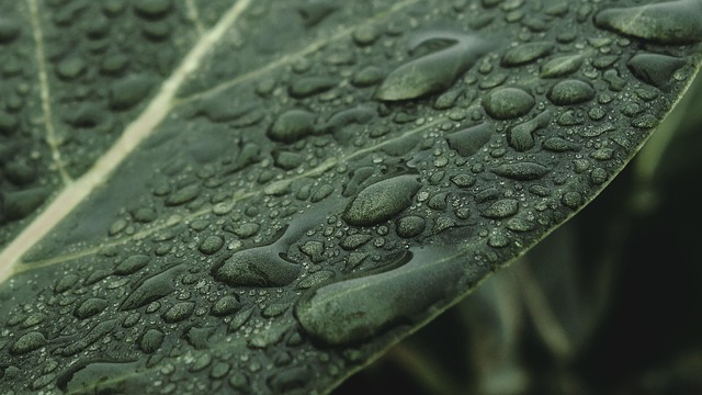 Low-Water Native Plants: Revitalize Landscaping for Real Estate Success