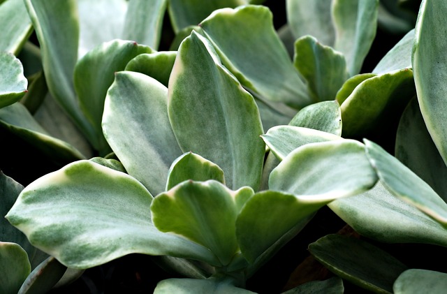 Eco-Landscaping