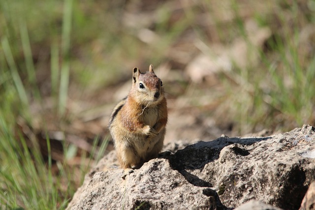 flagstaff-640x480-53400090.jpeg