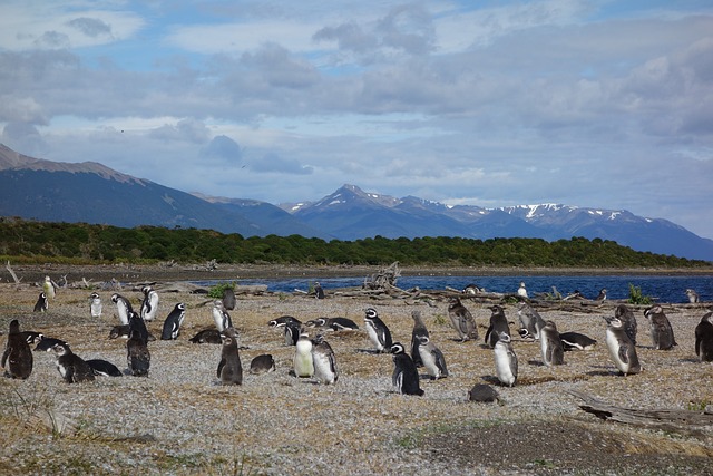 Patagonia